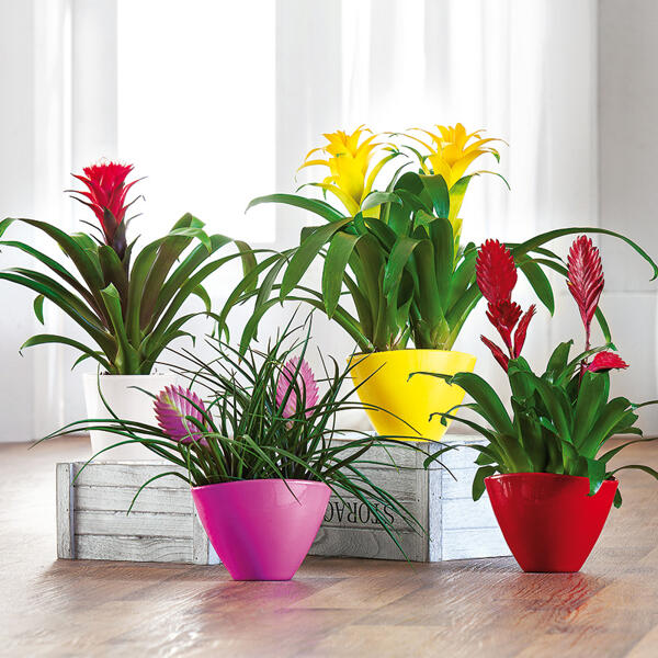 Hochwertiges Bromelien-Arrangement