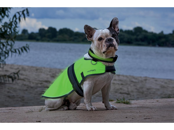 Light Up Dog Coat