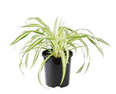 Assorted Mini Foliage 140mm