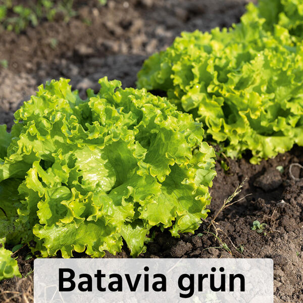 Herbsternte Salatpflanzen