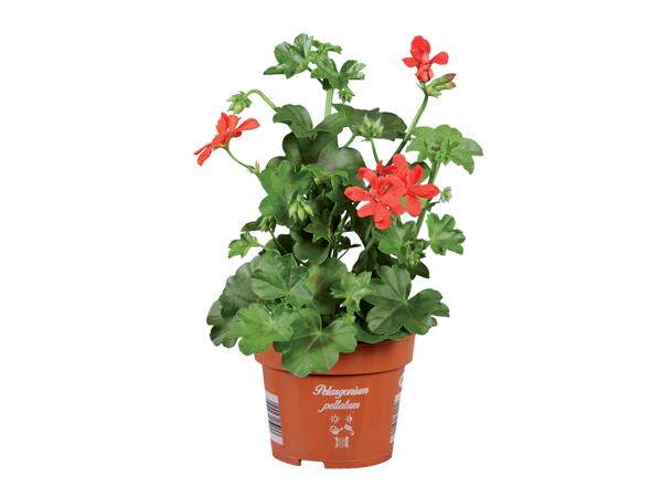 Variegated Geranium