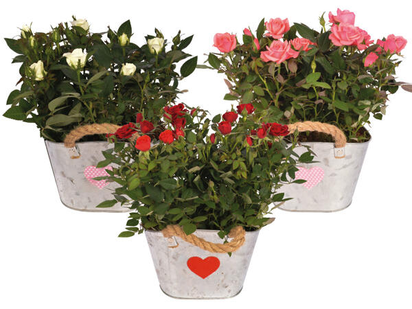 Muttertagsrose im Zinktopf mit Filzherz
