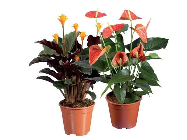 Calathea, Calla or Anthurium