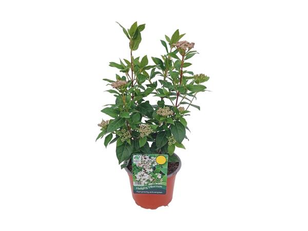 Hedging Viburnum