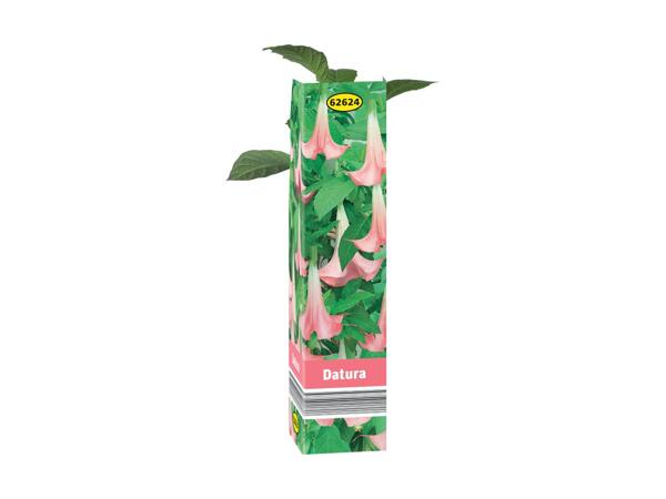 Summer Plant Selection
