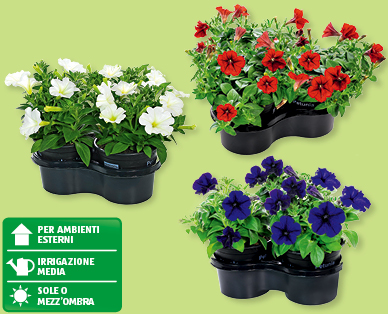 Petunie dai fiori grandi