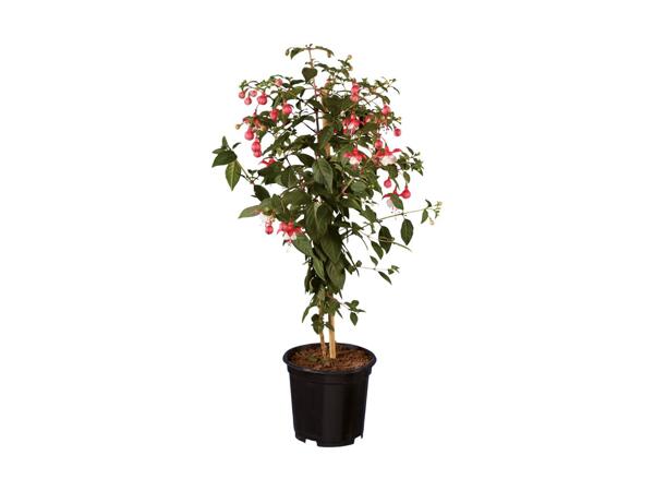 Bonderoser eller opstammet fuchsia