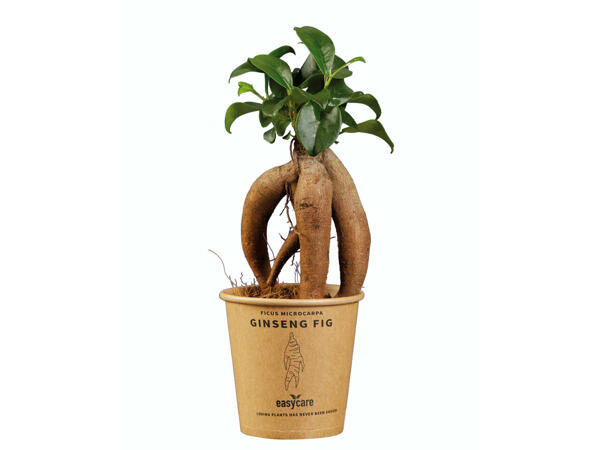 Assortiment de plantes vertes