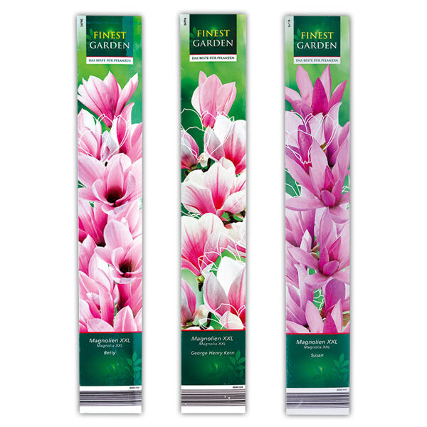 Magnolie XXL