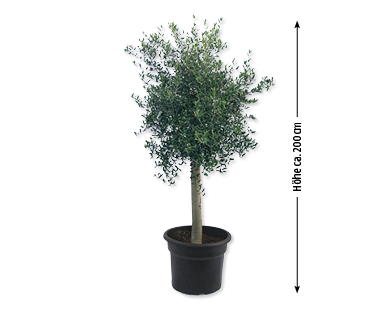 Olivenbaum