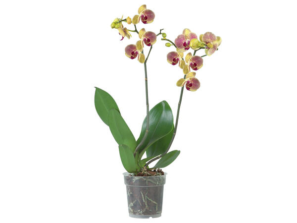 Schmetterlingsorchidee, 2-Trieber