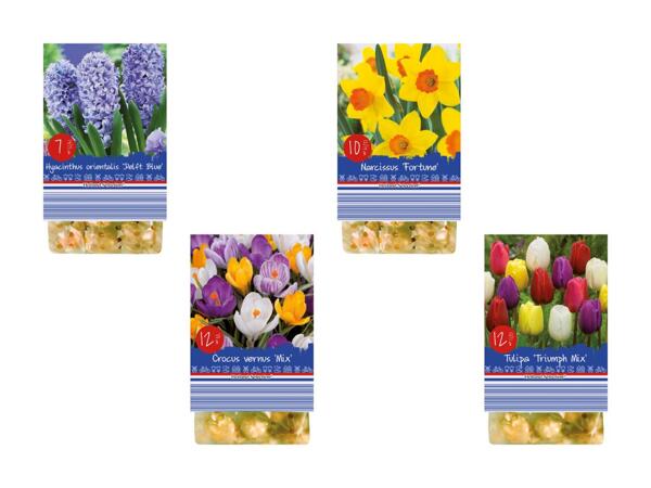 Forårsblomsterløg