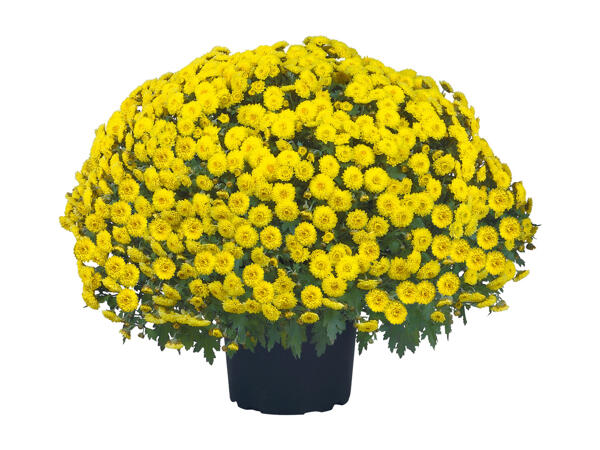Chrysanthemums