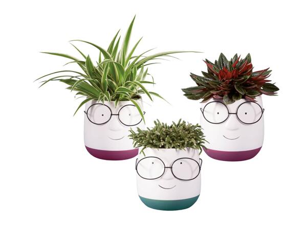 Green Plants