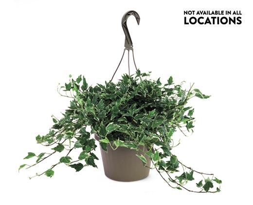 8" Foliage Assorted Varieties