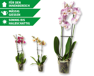 Phalaenopsis