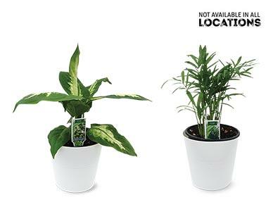 4" Foliage Assorted varieties