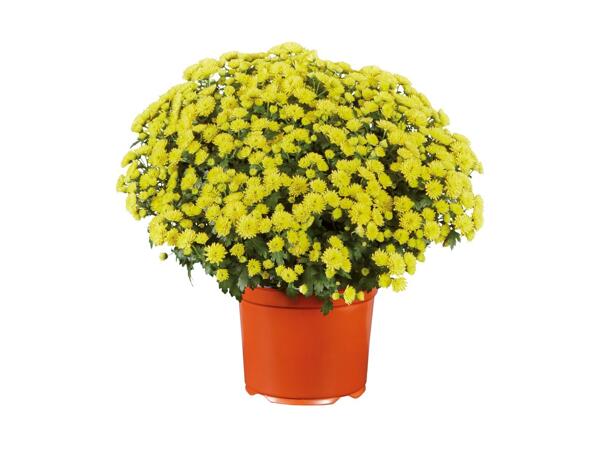 Extra Large Garden Mums