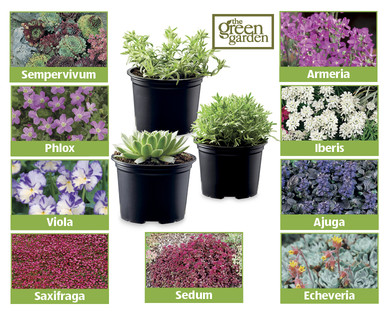 Alpines