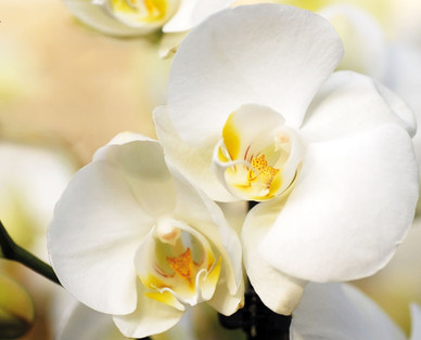 Jumbo-Orchidee
