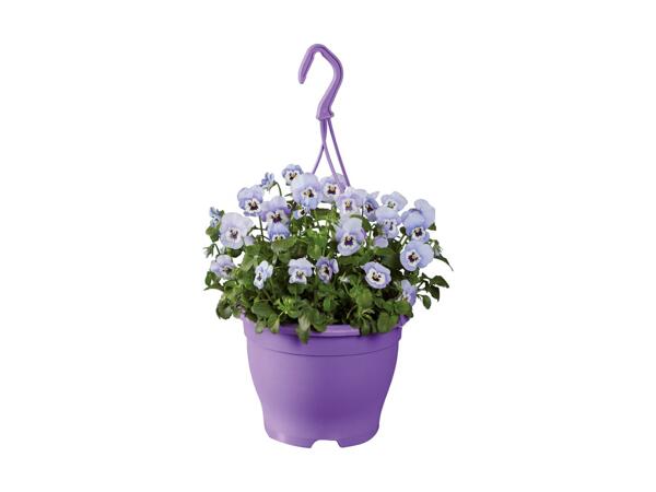 Ampel med hornviol