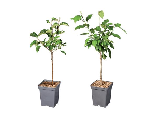 Arbres fruitiers nains