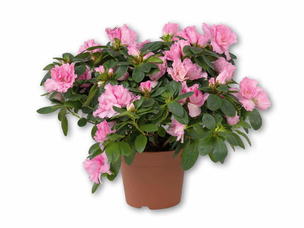Azalea