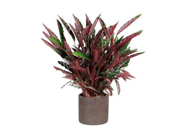 Fiskebensplante Calathea i keramik