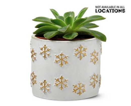 Holly Jolly Succulent