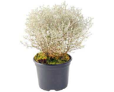 CALOCEPHALUS BROWNII