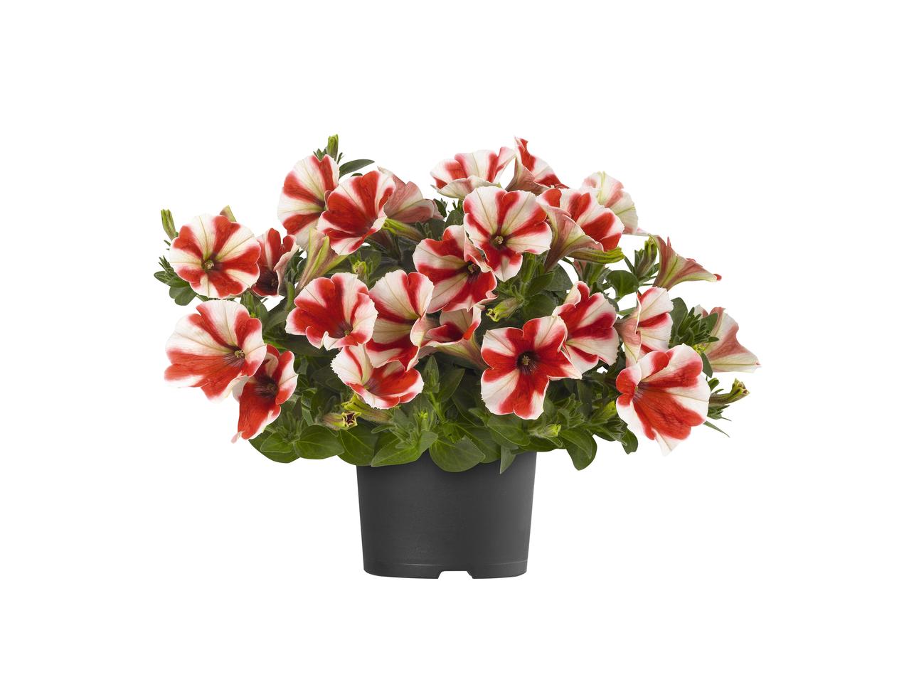 Pétunia bicolore
