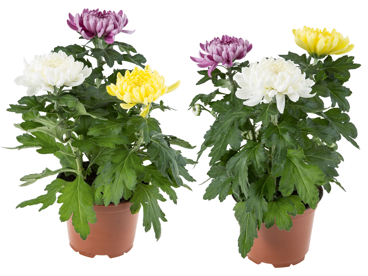 Deko Chrysanthemen Trio