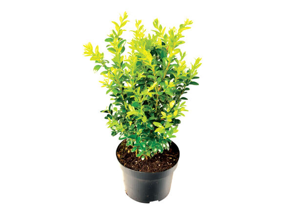Buxus Bush