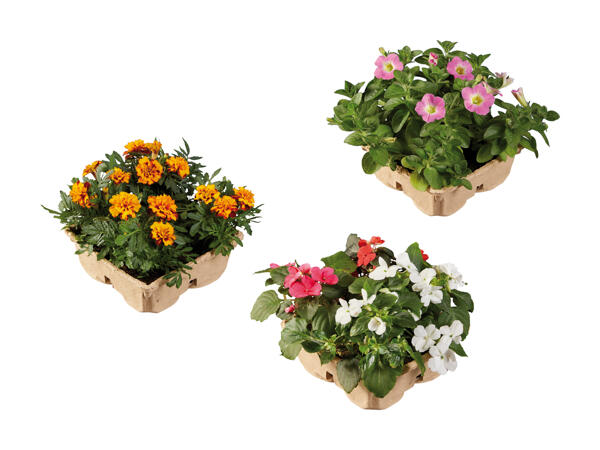Plante de balcon et à massif