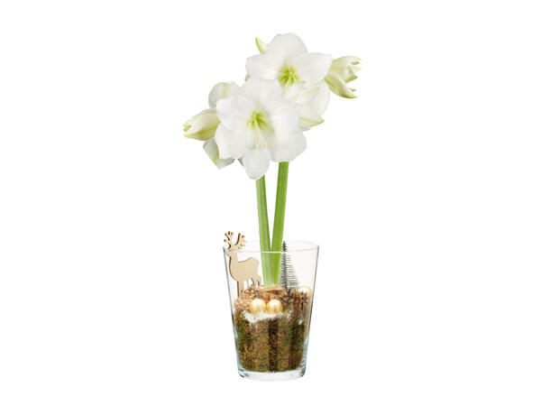 Amaryllis dans un vase en verre avec des décorations de Noël