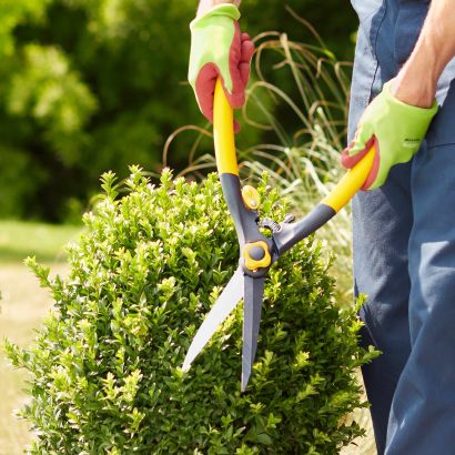 Buxus- en heggenschaar