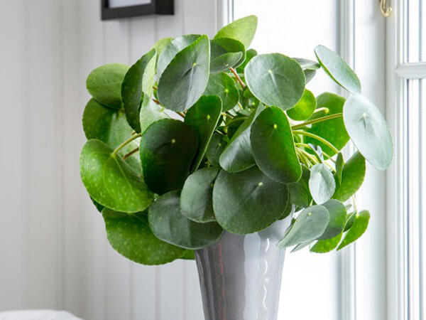 Kinesisk pengeplante Pilea