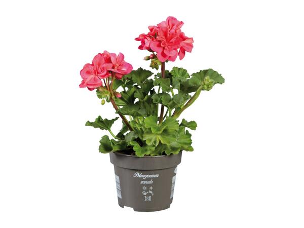 Standing Geranium