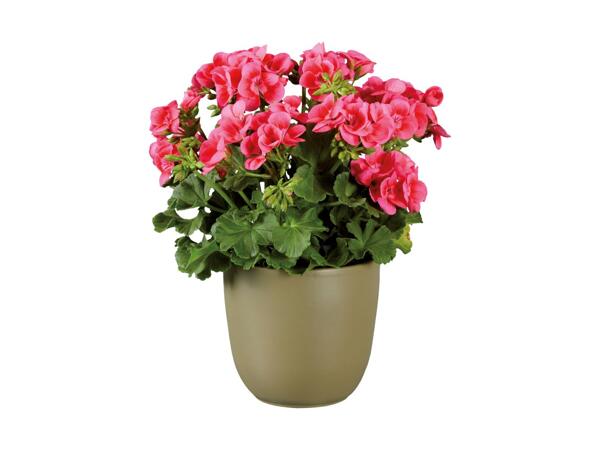 Pelargonie