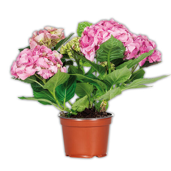 Hortensie XL