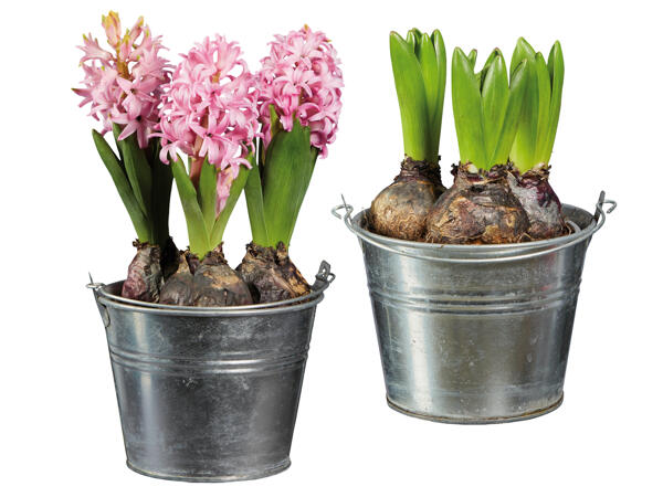 Blumenzwiebeln im Zinkkübel