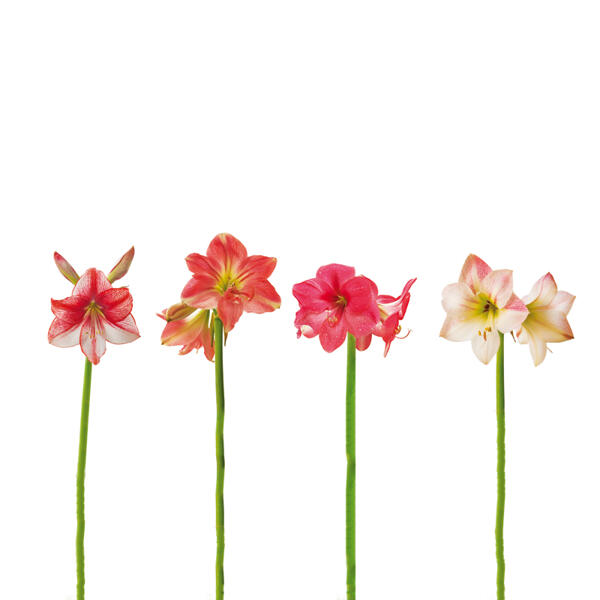 Amaryllis