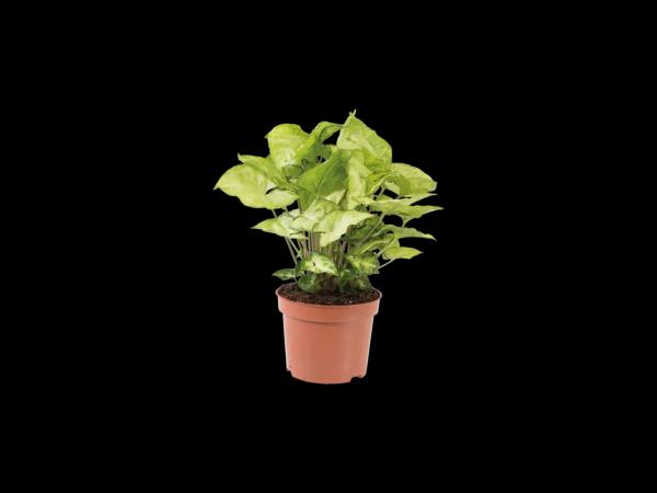 Green Plants
