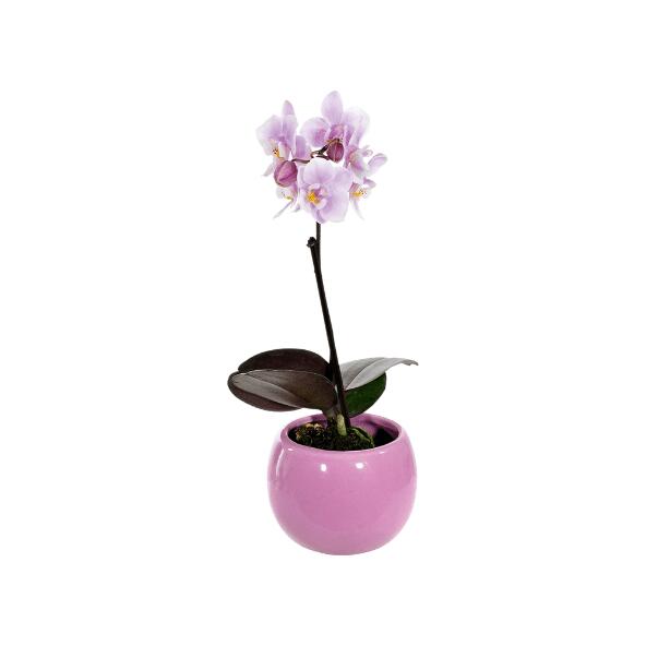 GARDENLINE(R) 				Mini Orchidée en Pot Aimanté