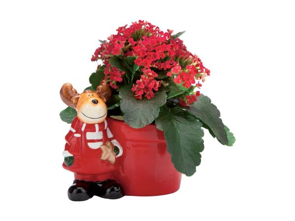 Christmas Plant in Ceramic