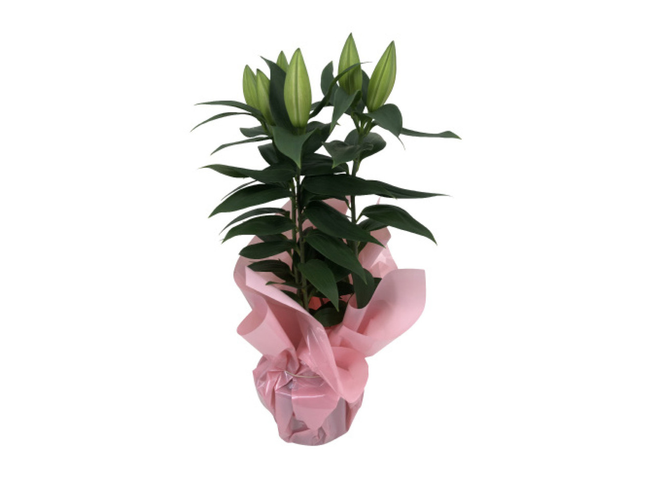 Potted Oriental Lily