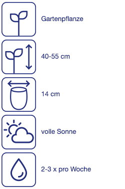 Terrassenpflanze