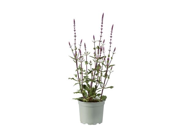 Bee-friendly Perennials