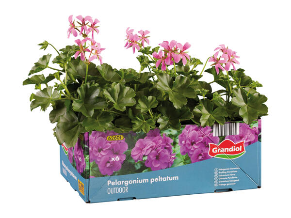 Trailing Geranium