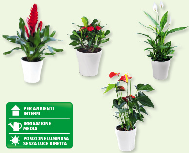 Pianta esotica in fiore GARDENLINE(R)